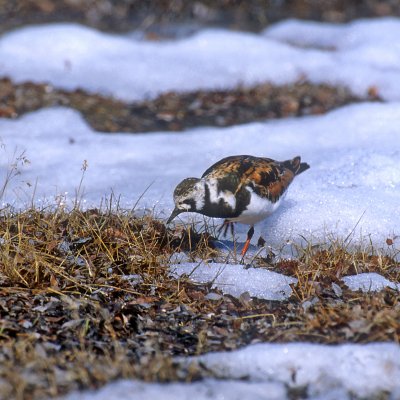 A Turnstone at a snow patch edge.